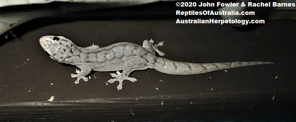 The Dubious Gecko (Gehyra dubia) above was found in a building at Lake Eacham, Qld. 